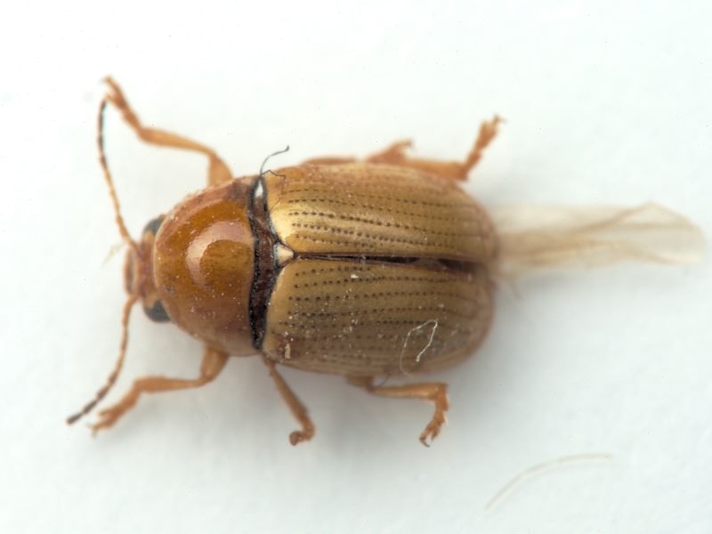 Cryptocephalus Geoffroy, 1762